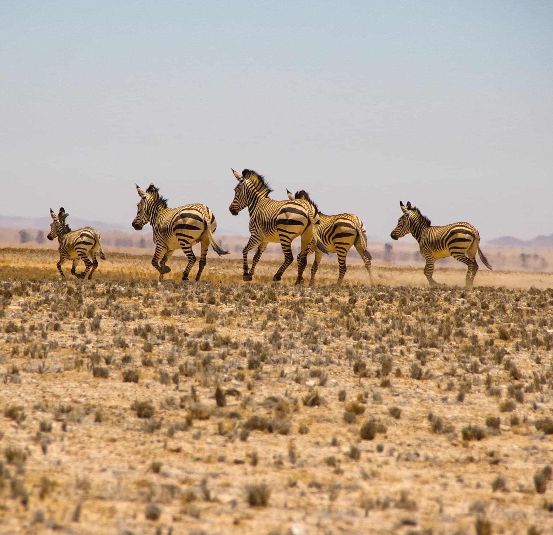 Zebras running