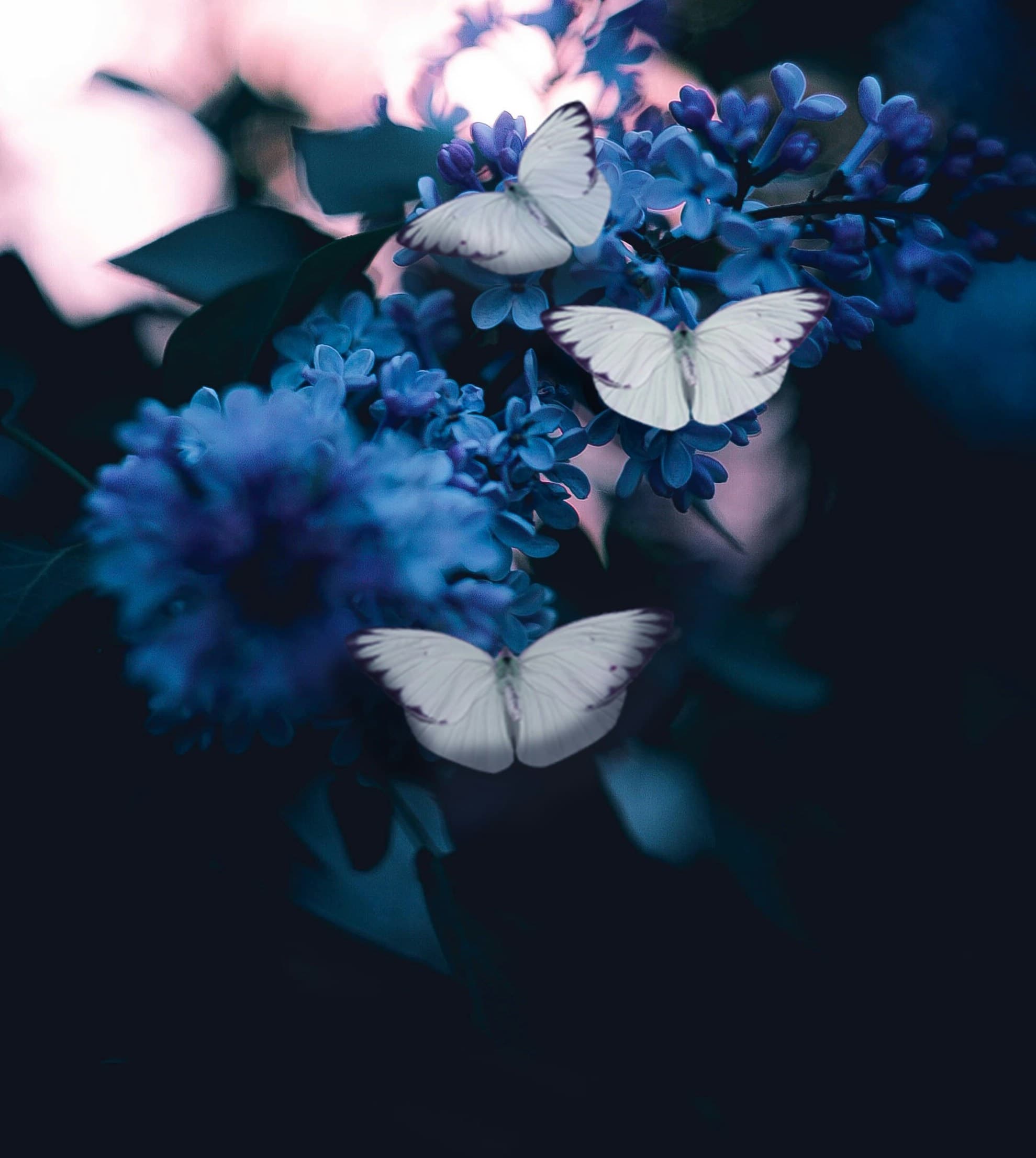 Butterflies on blue flowers